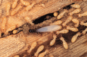 best quality termite and pest control los angeles