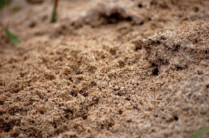 Ant Exterminator LA