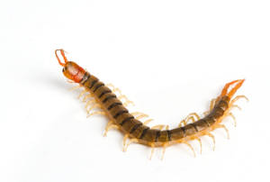 Residential Pest Control Los Angeles