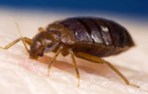 bed bugs los angeles ca