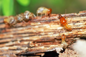 Termite Control Los Angeles